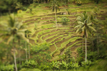 Rice plantation, selective focus
