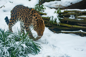 Amur Leopard im Schnee