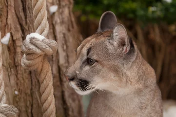 Abwaschbare Fototapete Puma Junger Puma 