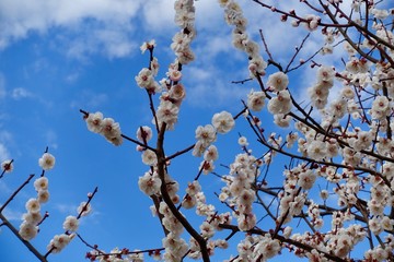 梅の花