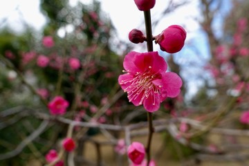 梅の花