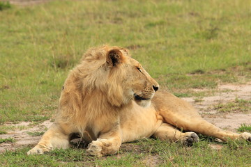 Fototapeta na wymiar Young male lion right face in Masai Mara, Kenya