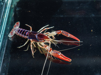 Ghost Mix crayfish in aquarium tank.