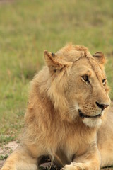 Obraz na płótnie Canvas Young male lion face zoomed in Masai Mara, Kenya
