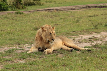 Fototapeta na wymiar Young male lion in Masai Mara, Kenya