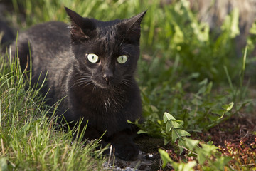 Naklejka na ściany i meble Schwarze Katze im Garten