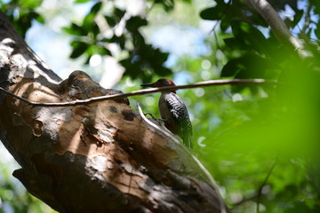 Red-bellied woodpecker