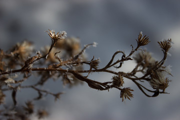 Frost on the leaves.