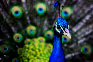 Pavo Real