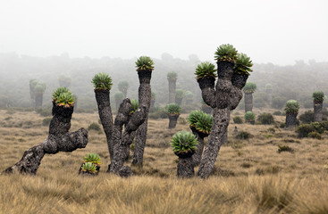 Fototapeta premium Giant plants (Senecio kilimanjari) near the camp Horombo (3700 m) on the slope of mount Kilimanjaro - Tanzania