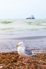 Sea Plants, Bird and Boat / Seagull on heap of dry seaweed by the shore, small ship on sea at the horizon background