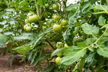 Tomato plants with ripening fruits in the farmer's greenhouse, agriculture and farming concept