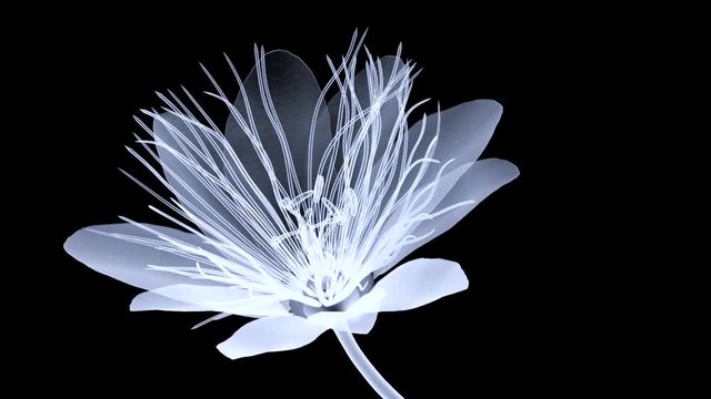 xray flower isolated , the passion flower