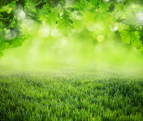 spring grass background