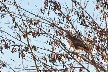 Birds of prey - Common Buzzard (Buteo buteo)