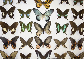 Obraz na płótnie Canvas Cased Collection of Exotic Butterflies 