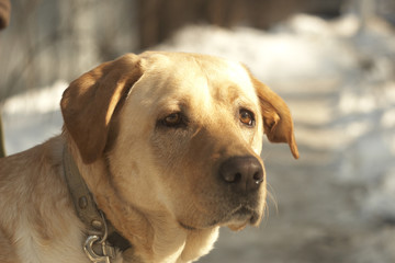 Obraz premium Labrador in the snow 