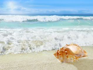 Fototapeta na wymiar Shell on the beach.