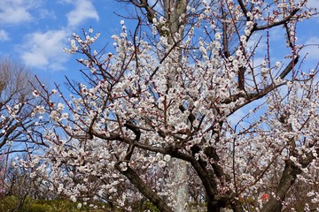 梅の花