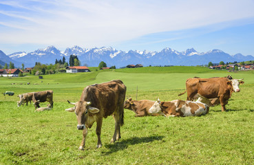 Fototapeta na wymiar idyllische Szenerie mit Kuhherde am bayrischen Alpenrand