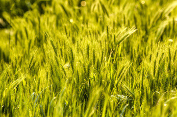 Grass in the evening sun