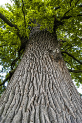 Bark of oak tree, Czech Republic, Southern Morava, Lednice