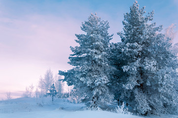 Trees covered with rime