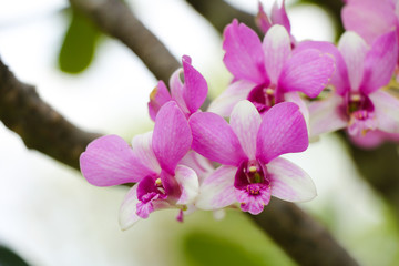 Purple orchid flower in the garden