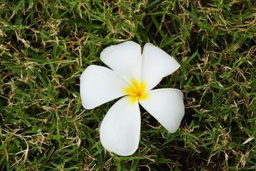 Plumeria flower on grass floor