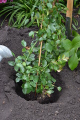 Rosen pflanzen 13