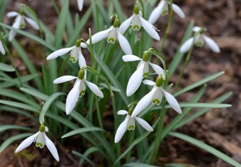 Spring flowers