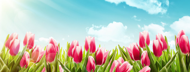 Spring tulips in sunlight - obrazy, fototapety, plakaty