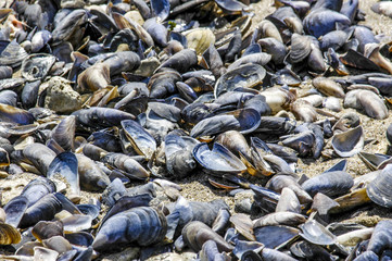 Mussels on the beach, Romania, Black Sea Coast, Continesti