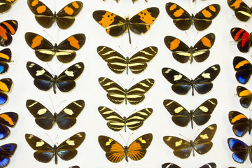 Cased Collection of Exotic Butterflies
