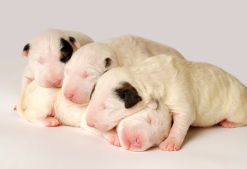 Fototapeta na wymiar Bull Terrier puppies, 10 days old, lying in side over white background