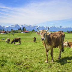Fototapeta na wymiar Braunvieh auf einer Weide am Alpenrand