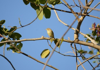Willow warbler