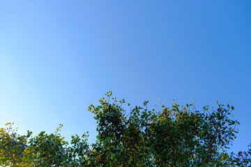 Beautiful tree and green leaf on sky background.