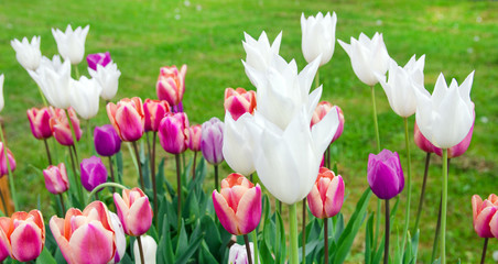 Glück, Lebensfreude, Frühlingserwachen, Leben: Buntes, duftendes Blumenfeld im Frühling :)