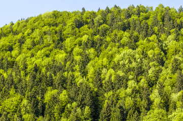 Wood, Slovenia, Northern Slovenia