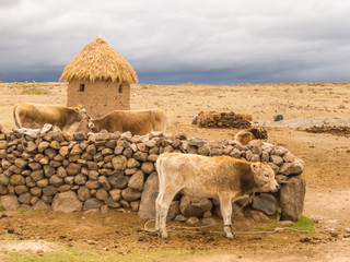 Cows and stormy weather on the horizon