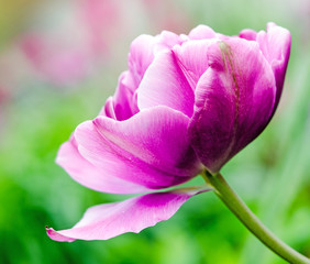 Glück, Lebensfreude, Frühlingserwachen, Leben: Tulpen im Frühling :)
