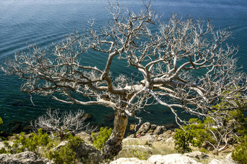 Crimea, around Sudak, Novij Svit, New World, coast, Ukraine, Sud