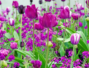 Glück, Lebensfreude, Frühlingserwachen, Leben: Tulpen im Frühling :)