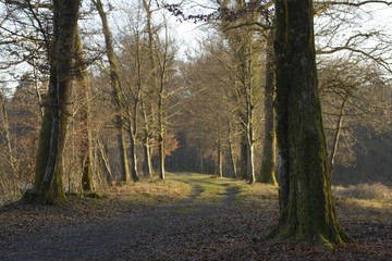 Foret de Franche Comté