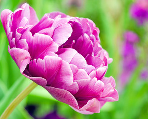 Glück, Lebensfreude, Frühlingserwachen, Leben: Tulpen im Frühling :)