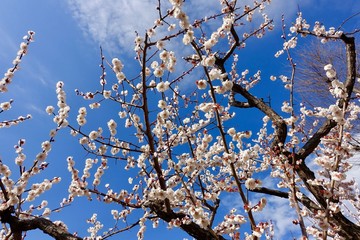 梅の花