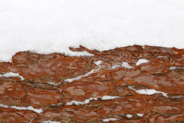 Bark of a pine tree half covered with snow