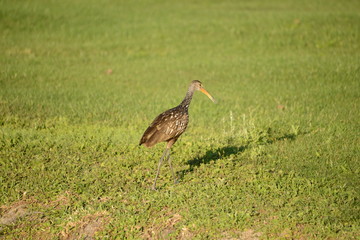 Limpkin