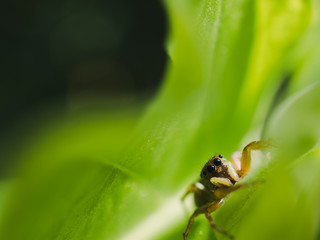 jumping spider